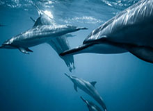 九游体育-马拉多纳告别仪式：阿根廷、博卡球衣与鲜花相伴